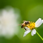 Acción Biodiversidad