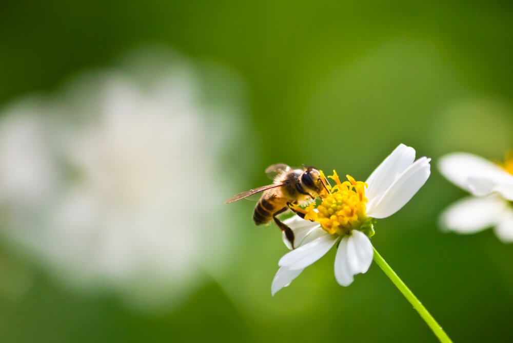 Acción Biodiversidad