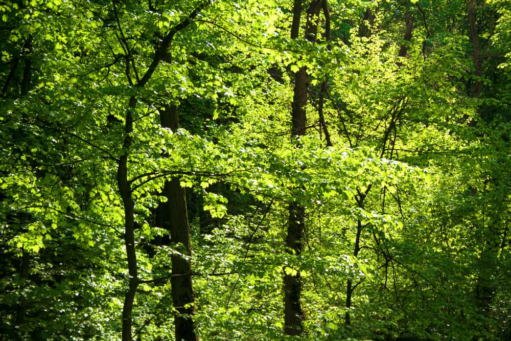 Acción Biodiversidad