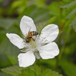 Acción Biodiversidad