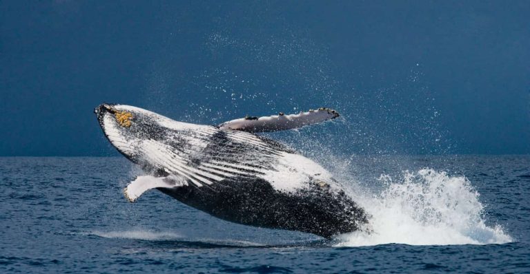 Ballena jorobada saltando en el océano