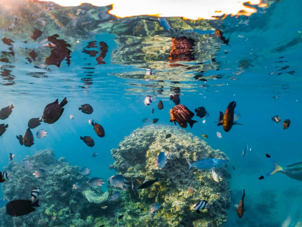 Diversidad de especies en un ecosistema natural