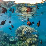 Diversidad de especies en un ecosistema natural