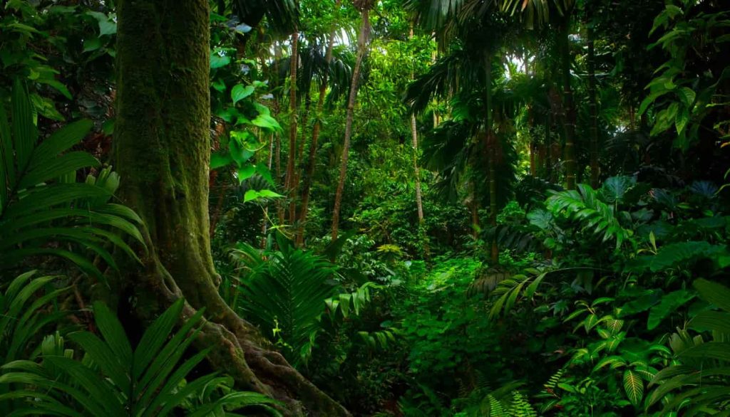 Biodiversidad en la Amazonia: Exuberante vegetación y vida silvestre en la selva tropical