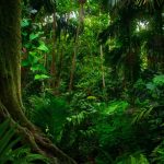 Biodiversidad en la Amazonia: Exuberante vegetación y vida silvestre en la selva tropical