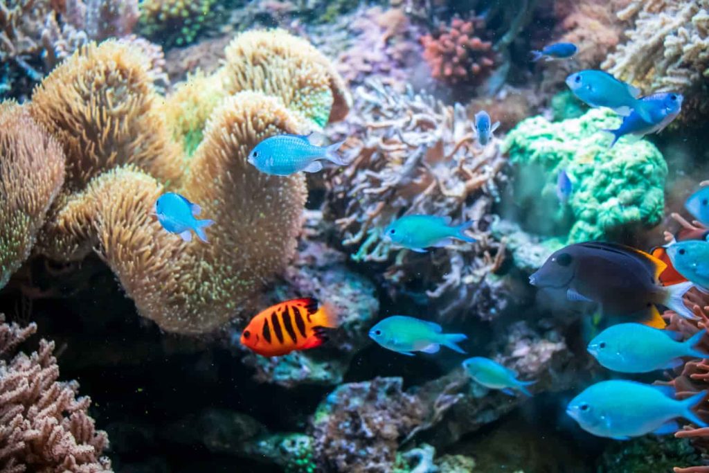 Arrecife de coral colorido con peces y biodiversidad marina