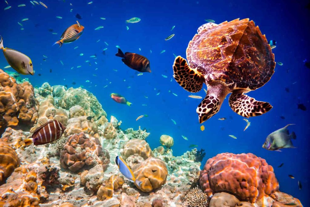 Belleza y biodiversidad marina en los océanos del mundo