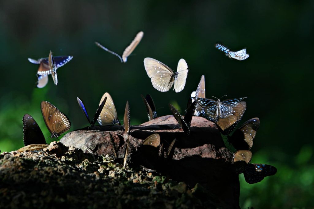 Biodiversidad en un ecosistema natural