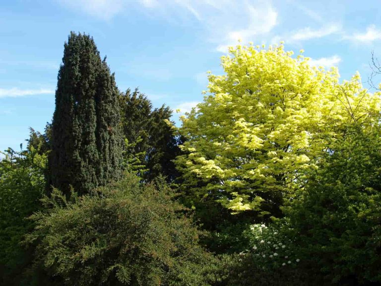 Bosque frondoso lleno de biodiversidad
