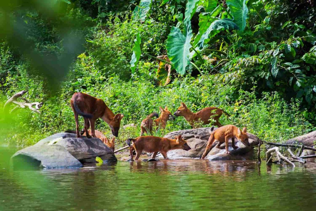 Bosque diverso y exuberante con abundante vida vegetal y animal