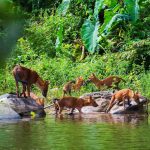 Bosque diverso y exuberante con abundante vida vegetal y animal