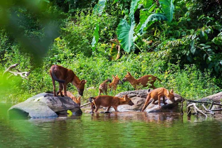 Bosque diverso y exuberante con abundante vida vegetal y animal