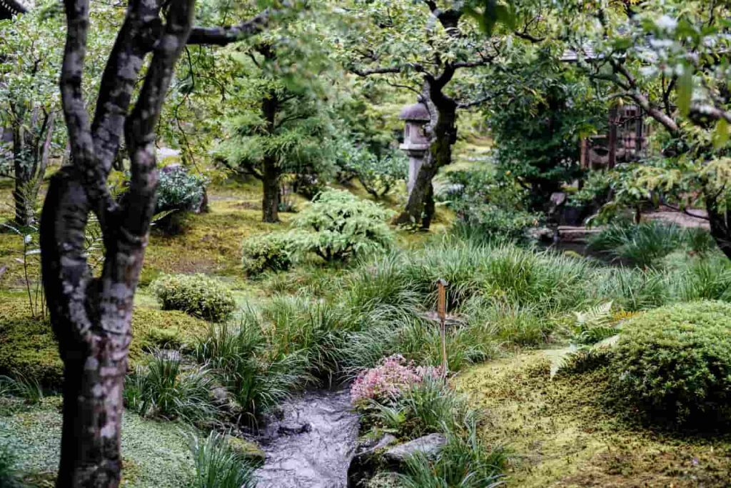 Bosque verde y frondoso con diversidad de árboles y flora nativa