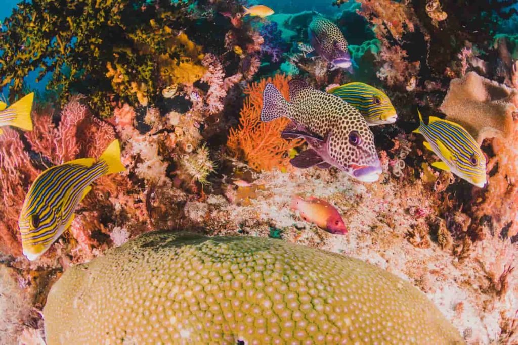 Diversidad de especies en un ecosistema natural