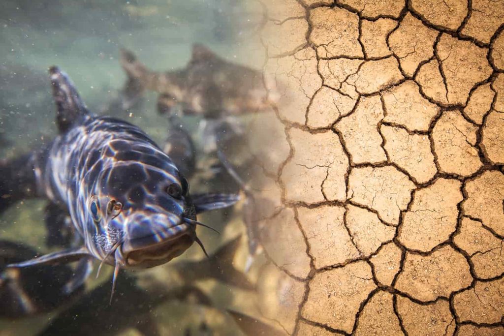 Impacto del cambio climático en el océano y la vida marina: Ola de calor amenaza a especies marinas