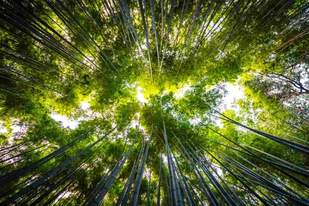 Hermoso paisaje de arboleda de bambú en el bosque de Arashiyama, Kyoto