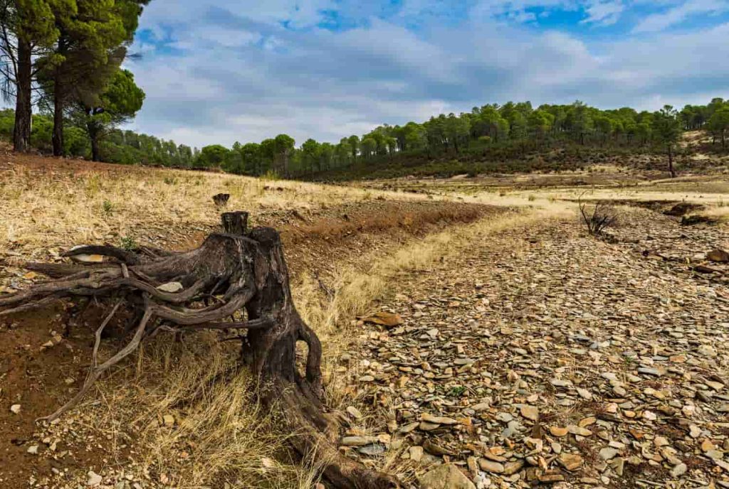 Paisaje con raíces de árboles secos en arroyo seco