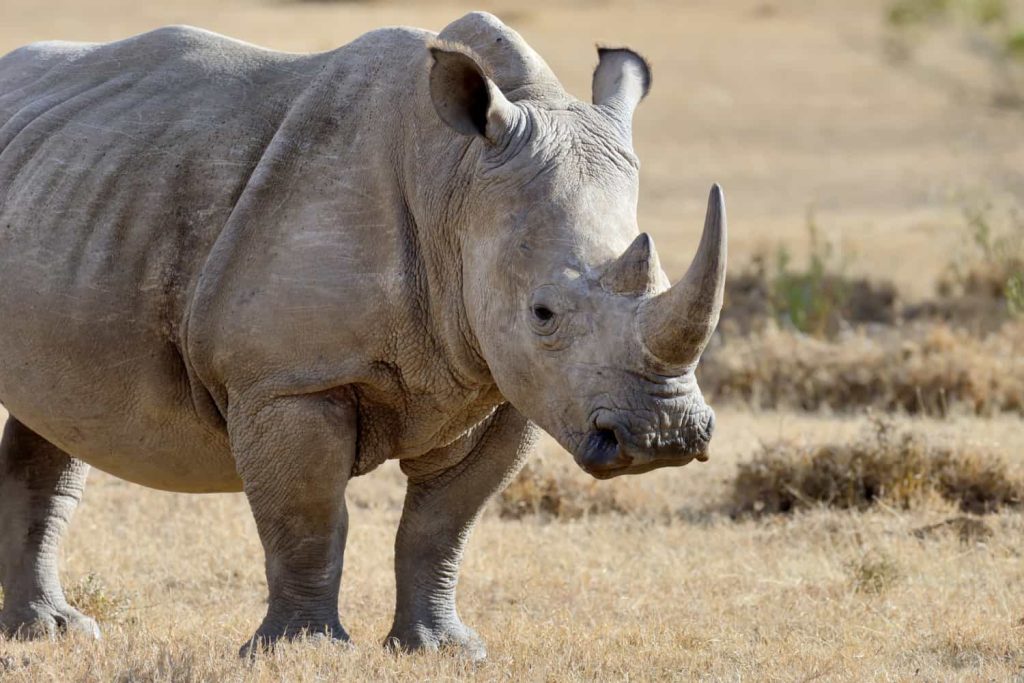 Rinoceronte en peligro de extinción en un parque nacional de África