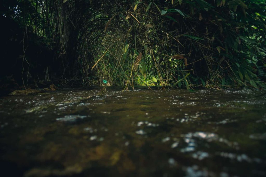 Río fluyendo a través de la exuberante vegetación en la Amazonia