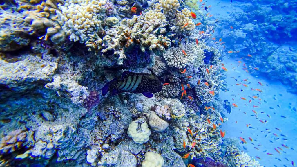 Arrecife de coral rodeado de aguas cristalinas y peces de colores