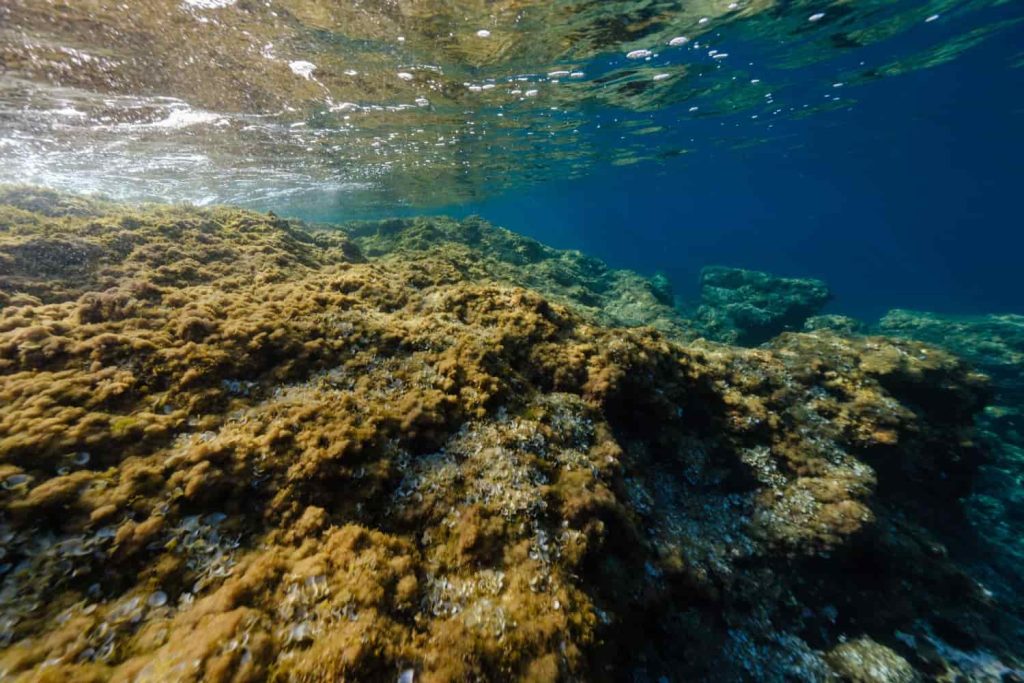 Gran Barrera de Coral en Australia: Un tesoro de biodiversidad marina y vida acuática