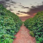 Cultivo de café y aguacate bajo el impacto del cambio climático