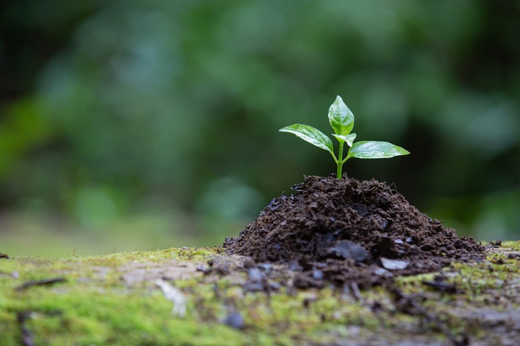 Plantar árboles es una táctica poderosa para combatir el cambio climático