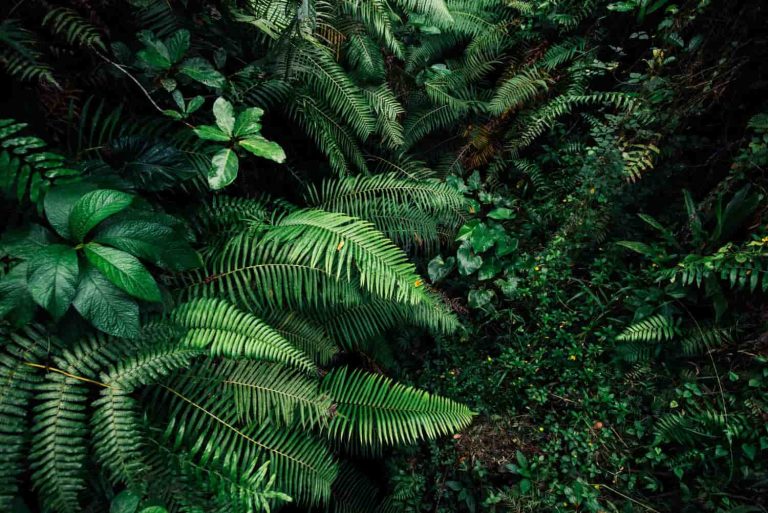 Plantas tropicales verdes en la naturaleza