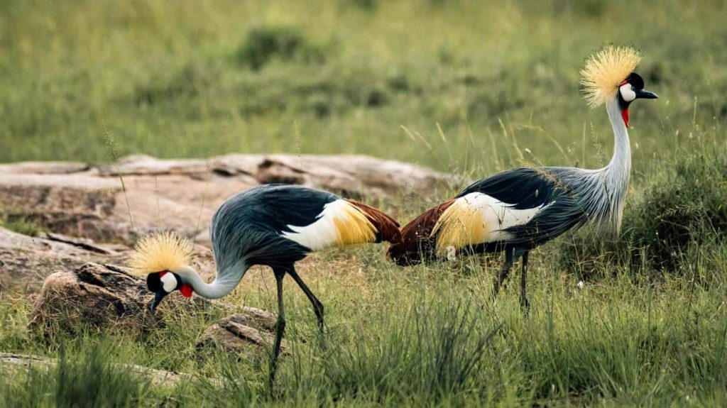 Humedal de Kigali y grullas grises coronadas en peligro de extinción