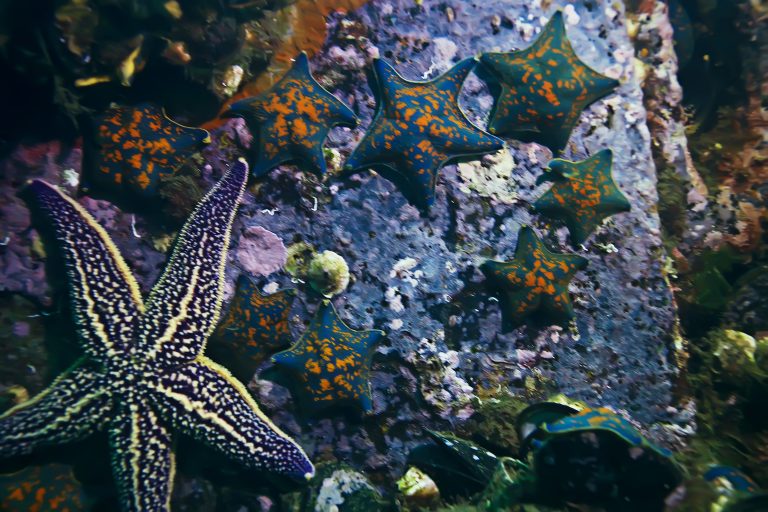 underwater landscape