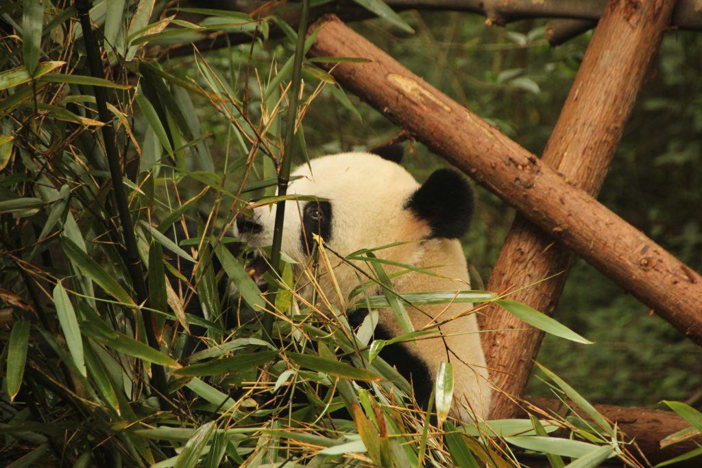 panda-bambu