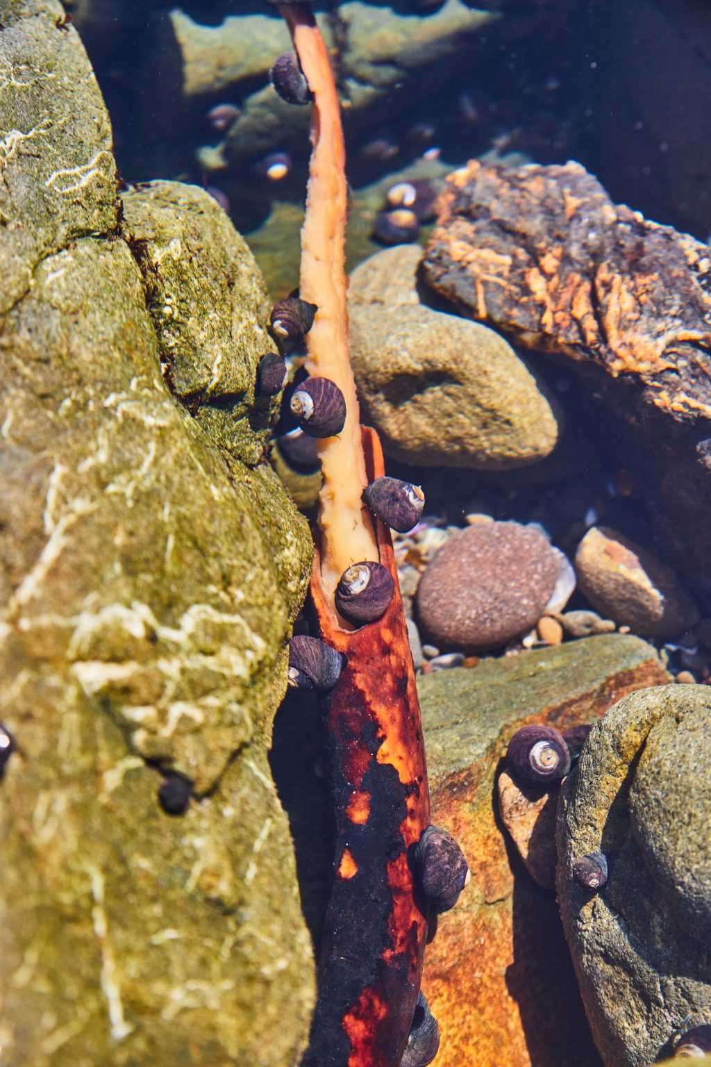 Biodiversidad marina al rojo vivo por el aumento de la temperatura oceánica. 