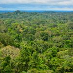 ¿Cuáles son los sumideros de carbono más importantes en la conservación?