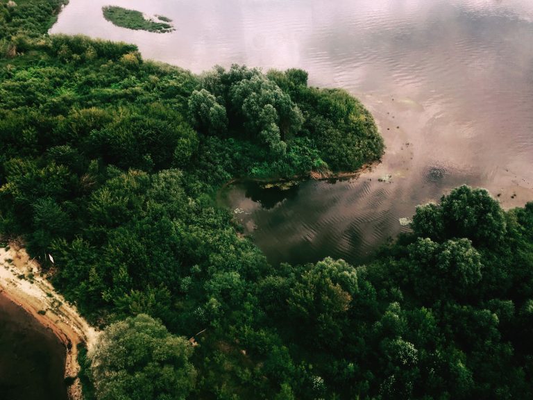 Amazonas y biodiversidad: un ecosistema único al borde del colapso.