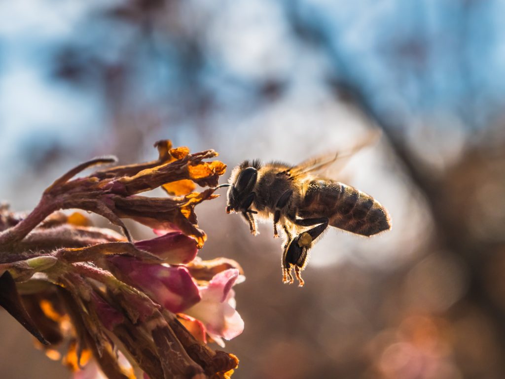 primer-plano-polinizacion-abejas-flor-min