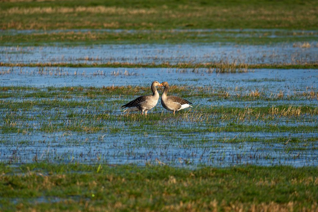 patos-pie-frente-al-otro-campo-hierba-empapado-agua-min