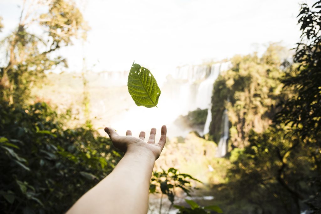 Las 5 campañas de Greenpeace para solucionar la pérdida de biodiversidad