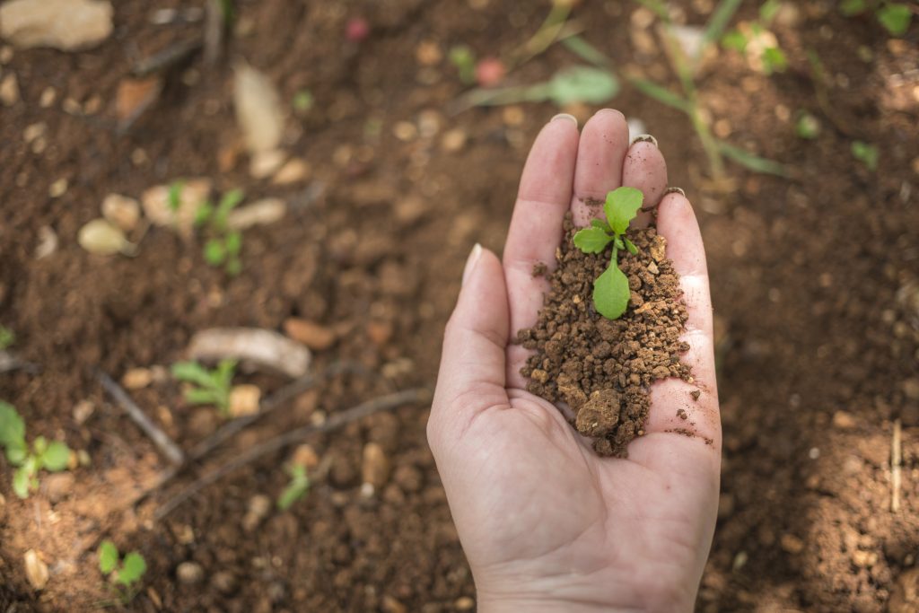 ¿Qué es el monocultivo y por qué daña a la biodiversidad?