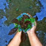 Vantara, un respiro para la conservación de la biodiversidad