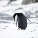 El nuevo documental de Netflix que fomenta la aventura de la naturaleza