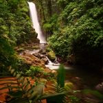Las abejas como fuente clave de la conservación de la biodiversidad urbana.