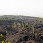 Arquitectura biofílica, una de las soluciones para la biodiversidad