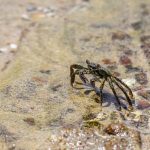 El mar de Chile o donde vive el tiburón pintarroja en un ecosistema en crisis