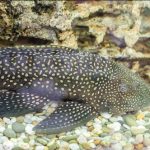 Albatros, los gigantes en un mundo cubierto de plásticos por Martín Prieto Greenpeace