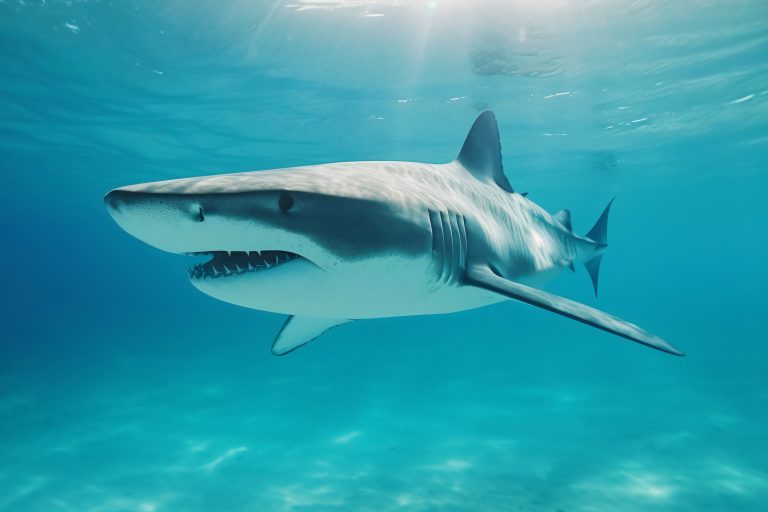ORGCAS y el proceso para la conservación de tiburones