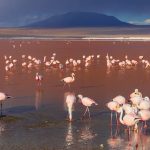 Albatros, los gigantes en un mundo cubierto de plásticos por Martín Prieto Greenpeace