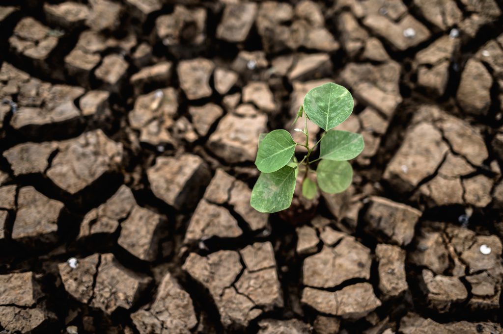 Planta verde creciendo entre grietas de un suelo seco y agrietado, símbolo de resiliencia frente a la sequía extrema.